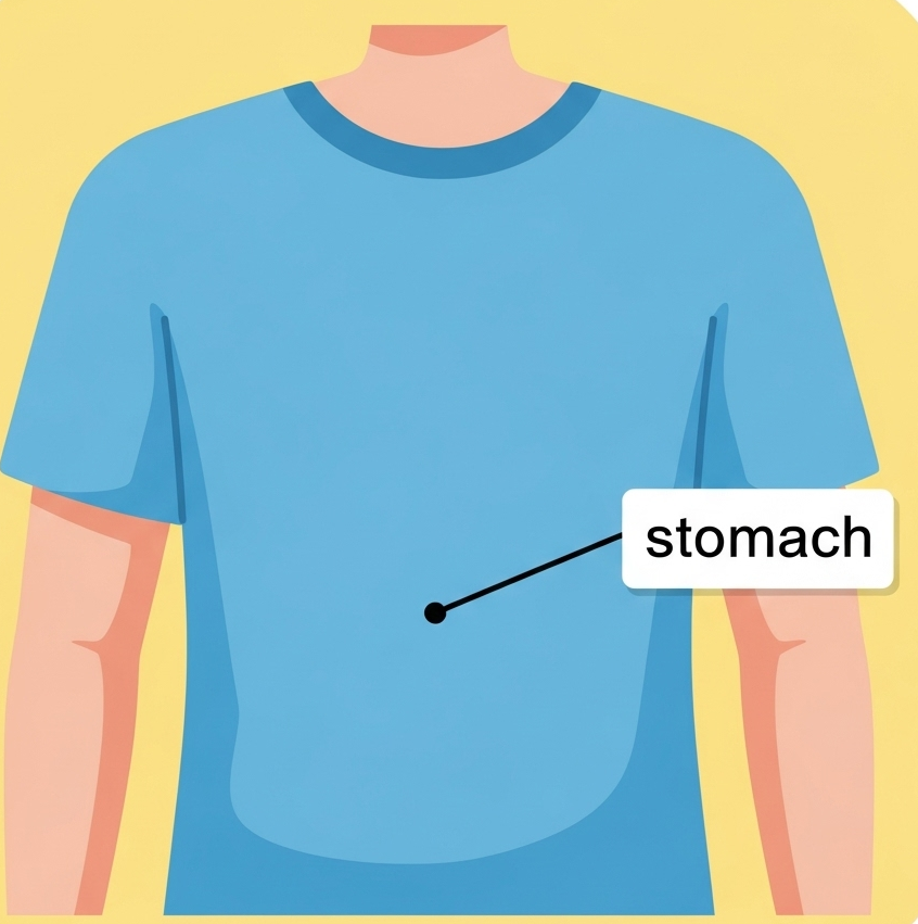 stomach